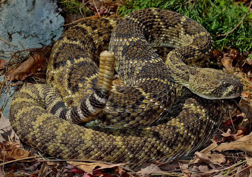 The Antivenom Was Hiding in the Snake Itself