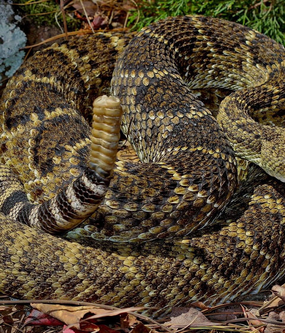 The Antivenom Was Hiding in the Snake Itself