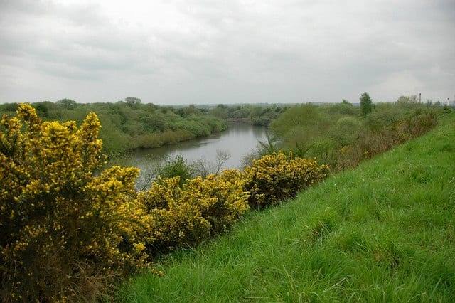 Woolston Eyes Was a Dredging Dump. Now Two-Thirds of Britain's Rarest Grebes Nest There